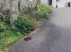 草刈り前